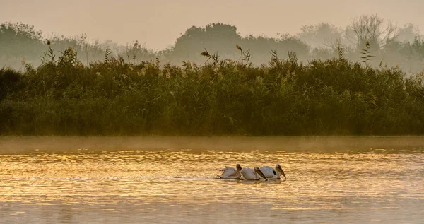 Los Pelícanos Nadan Través Del Agua Niebla Mañana Niebla Mañana —  Fotos de Stock