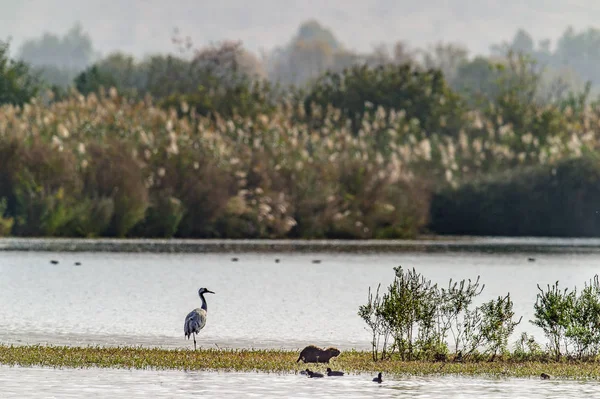 Μόνη Κοινή Γερανός Grus Grus Στέκεται Στο Νερό Λίμνη Στην — Φωτογραφία Αρχείου