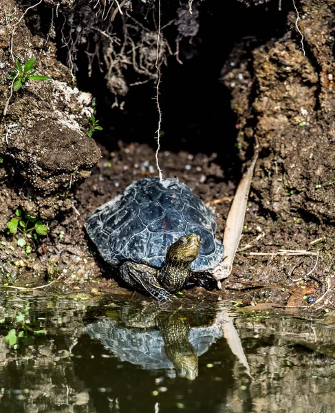 Den Kaspiska Sköldpadda Eller Randig Hals Terrapin Mauremys Caspica Naturliga — Stockfoto
