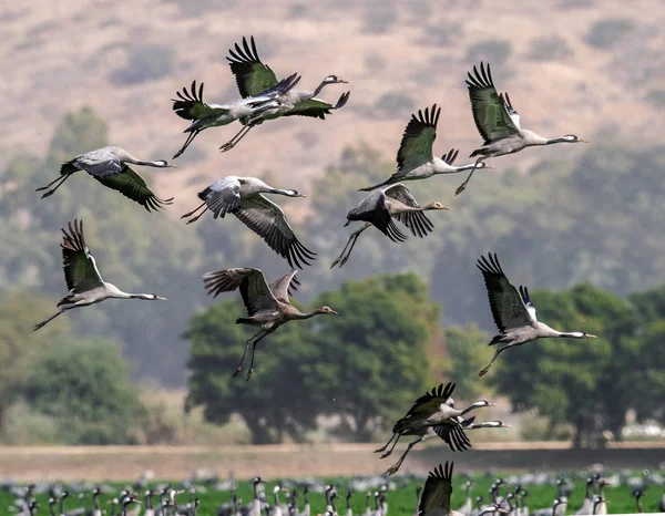 Kranen Vlucht Kraanvogel Wetenschappelijke Naam Grus Grus Grus Communis Flock — Stockfoto