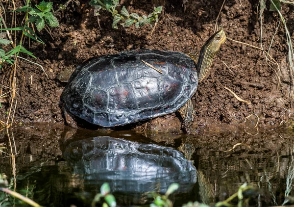Den Kaspiska Sköldpadda Eller Randig Hals Terrapin Mauremys Caspica Naturliga — Stockfoto