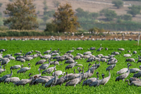 Cranes in a field foraging. Green grass background. Common Crane, Scientific name: Grus grus, Grus communis. Cranes Flock on the green field.