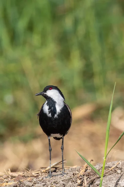 Čejka Trnitá Čejka Trnitá Nebo Ostruhy Okřídlený Kulík Vanellus Spinosus — Stock fotografie