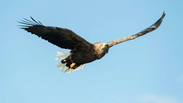 Águia Cauda Branca Voo Fundo Azul Céu Nome Científico Haliaeetus — Fotografia de Stock