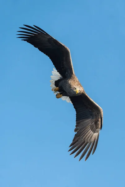 Zeearend Vlucht Blauwe Hemelachtergrond Wetenschappelijke Naam Haliaeetus Albicilla Ook Bekend — Stockfoto