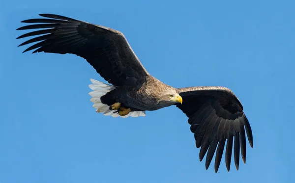 Seeadler Flug Blauer Himmel Hintergrund Wissenschaftlicher Name Haliaeetus Albicilla Auch — Stockfoto