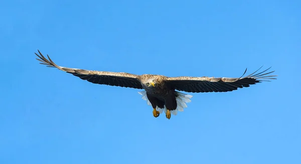 Águila Cola Blanca Vuelo Fondo Cielo Azul Nombre Científico Haliaeetus —  Fotos de Stock