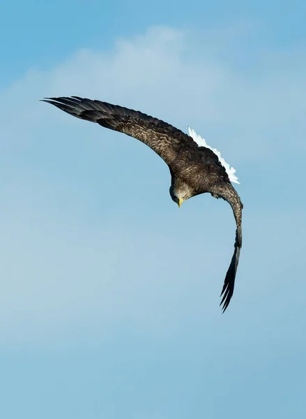 Seeadler Flug Blauer Himmel Hintergrund Wissenschaftlicher Name Haliaeetus Albicilla Auch — Stockfoto