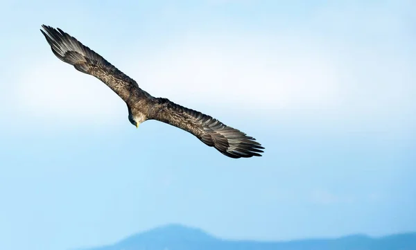 Seeadler Flug Blauer Himmel Hintergrund Wissenschaftlicher Name Haliaeetus Albicilla Auch — Stockfoto