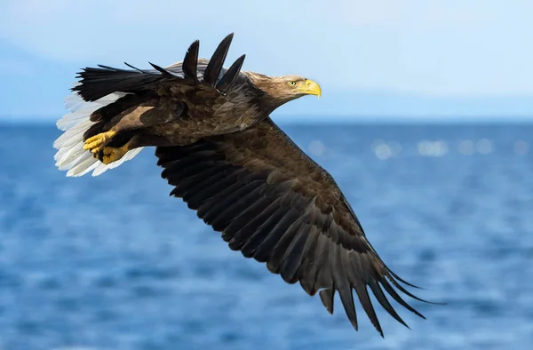 Águila Cola Blanca Adulta Volando Sobre Océano Azul Nombre Científico — Foto de Stock