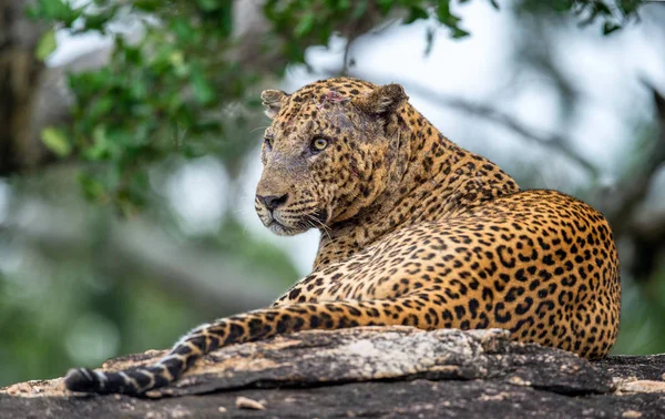 Homem Leopardo Velho Com Cicatrizes Rosto Jaz Rocha Leopardo Sri — Fotografia de Stock