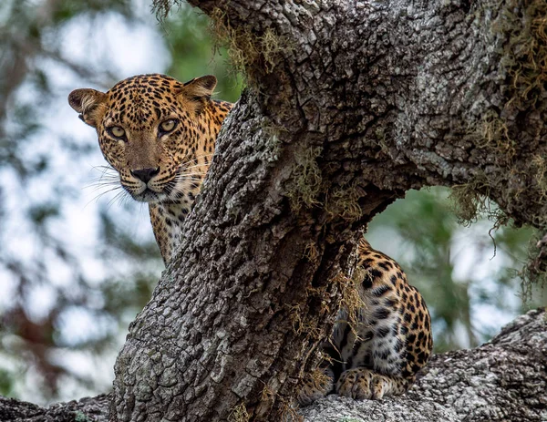 Leopard Rock Female Sri Lankan Leopard Panthera Pardus Kotiya Sri — Stock Photo, Image