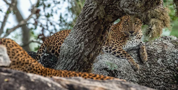 Леопарды Скале Самка Самка Ланкийских Леопардов Panthera Pardus Kotiya Шри — стоковое фото