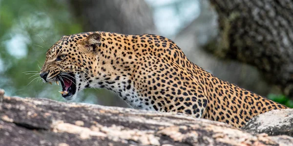 Леопард Ревет Камне Шри Ланкийский Леопард Panthera Pardus Kotiya Женщина — стоковое фото