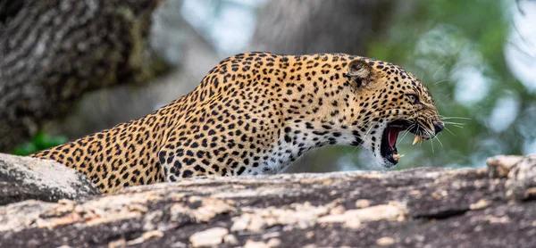 Bir Taşa Kükreyen Leopar Sri Lanka Parsı Panthera Pardus Kotiya — Stok fotoğraf