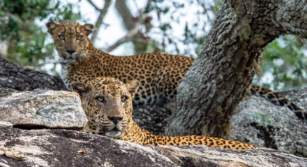 Leopárdok Egy Sziklán Hímet Nőstényt Srí Lanka Leopárdok Panthera Pardus — Stock Fotó