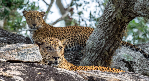 Леопарды на скале. Самка и самка ланкийских леопардов (Panthera pardus kotiya). Шри-Ланка. Яла
.
