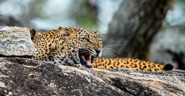 Леопард Ревет Камне Шри Ланкийский Леопард Panthera Pardus Kotiya Женщина — стоковое фото