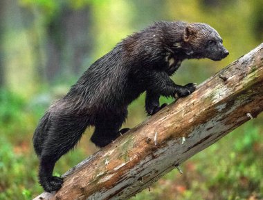 Ağaca tırmanma wolverine. Vahşi doğa. Doğal yaşam alanı. Obur, carcajou, kokarca ayı, ya da quickhatch. Bilimsel adı: gulo gulo