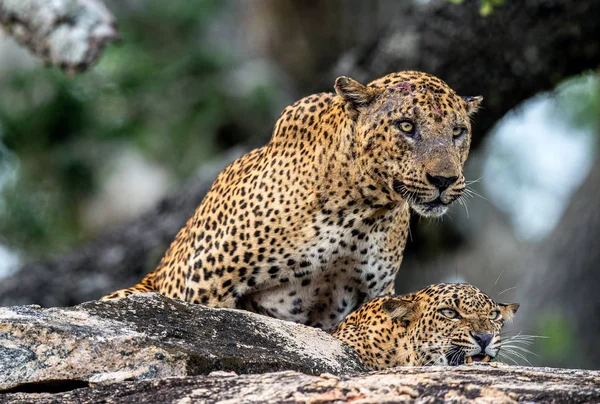 Leopardos Acasalando Uma Rocha Fêmea Macho Dos Leopardos Sri Lanka — Fotografia de Stock