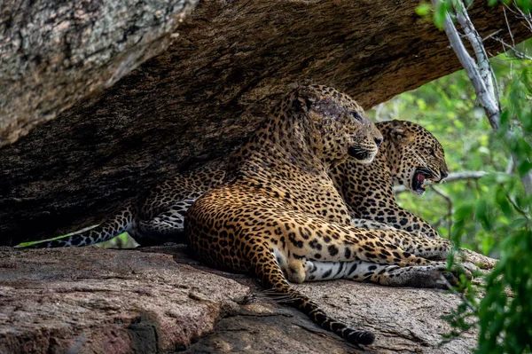Leopards Rock Female Male Sri Lankan Leopards Panthera Pardus Kotiya — Stock Photo, Image