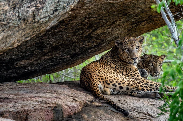 Bir Kayanın Üzerinde Leopar Kadın Erkek Sri Lankalı Leopar Panthera — Stok fotoğraf