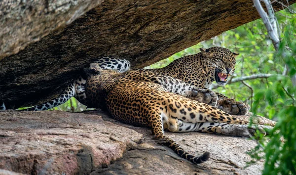 Léopards Sur Rocher Femelle Mâle Des Léopards Sri Lanka Panthera — Photo