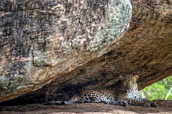 Leopard Atas Batu Perempuan Macan Tutul Sri Lanka Panthera Pardus — Stok Foto