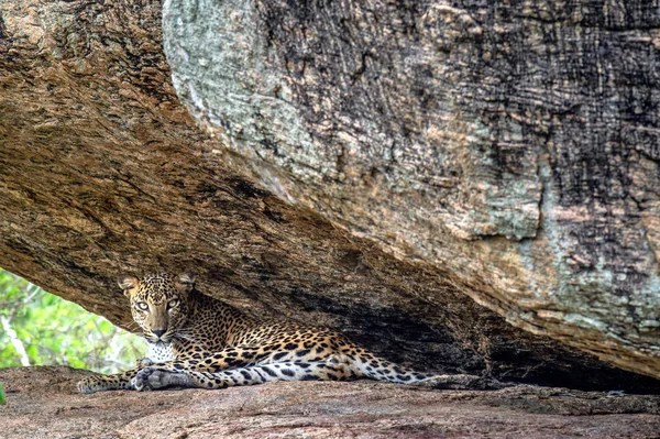 Λεοπάρδαλη Ένα Βράχο Θηλυκό Του Σρι Λάνκα Leopard Panthera Pardus — Φωτογραφία Αρχείου