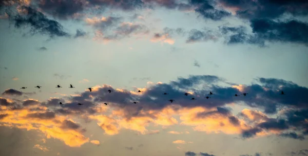 Groupe Grues Vole Coucher Soleil Avec Des Nuages Grue Commune — Photo