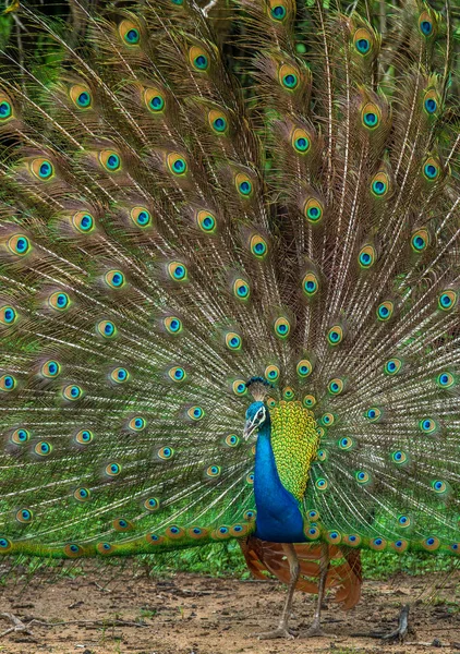 Retrato Hermoso Pavo Real Con Plumas Hacia Fuera Búho Real — Foto de Stock