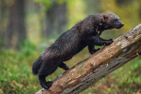 Wolverine Subiendo Árbol Naturaleza Salvaje Hábitat Natural Glotón Carcajú Oso —  Fotos de Stock