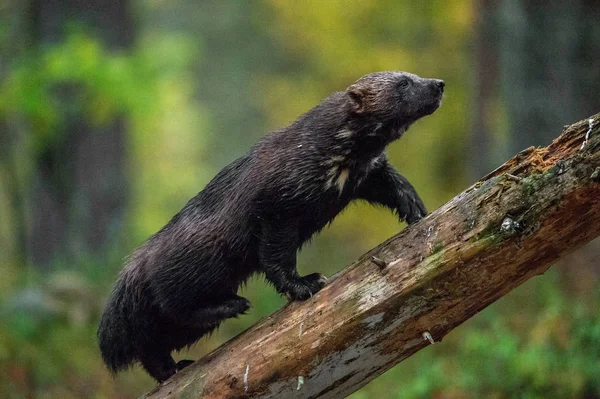 Ağaca tırmanma wolverine. Vahşi doğa. Doğal yaşam alanı. Obur, carcajou, kokarca ayı, ya da quickhatch. Bilimsel adı: gulo gulo