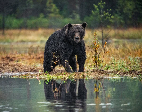 Бурый Медведь Болоте Осеннем Лесу Взрослый Большой Коричневый Медведь Научное — стоковое фото