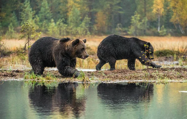 Urso Pardo Pântano Floresta Outono Adulto Big Brown Bear Masculino — Fotografia de Stock