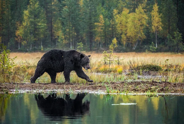 Brown Bear Bog Autumn Forest Adult Big Brown Bear Male — Stock Photo, Image