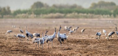 Vinçler alan yiyecek arama içinde. Bayağı turna, bilimsel adı: Grus grus Grus communis. Sisli sabah erken sahasının vinçler Flock.