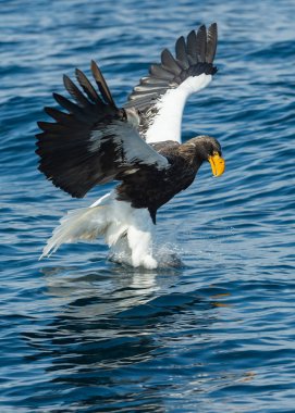 Yetişkin Steller'ın deniz su üzerinde uçan kartal. Bilimsel adı: Haliaeetus pelagicus. Mavi okyanus arka plan. Doğal yaşam alanı.