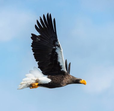 Yetişkin Steller'ın deniz kartal uçuş. Bilimsel adı: Haliaeetus pelagicus. Mavi gökyüzü ve okyanus arka plan.