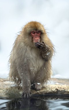 Japon makak Doğal kaplıcalar yakınında. Japon makak (bilimsel adı: Macaca fuscata), kar maymun olarak da bilinir. Doğal yaşam alanı, kış sezonu.