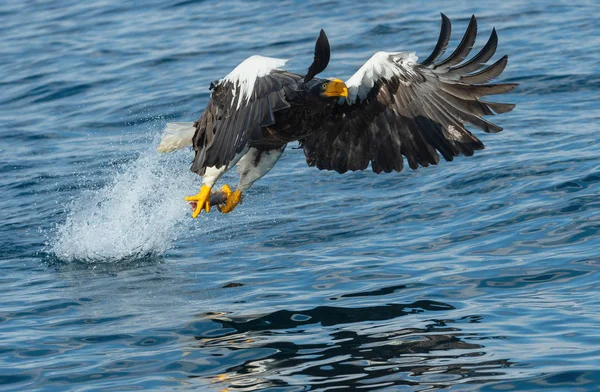 Águila Marina Adulta Steller Volando Sobre Agua Nombre Científico Haliaeetus —  Fotos de Stock