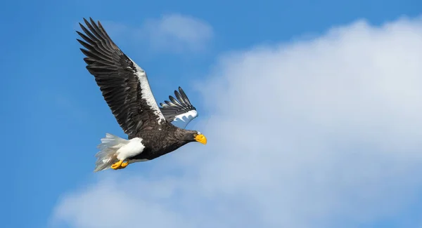 アダルト オオワシの飛行中 Haliaeetus 青い空と海の背景 — ストック写真