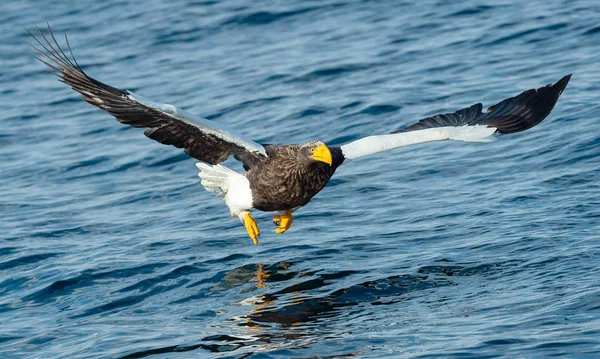 Adult Steller Sea Eagle Flying Water Scientific Name Haliaeetus Pelagicus — Stock Photo, Image