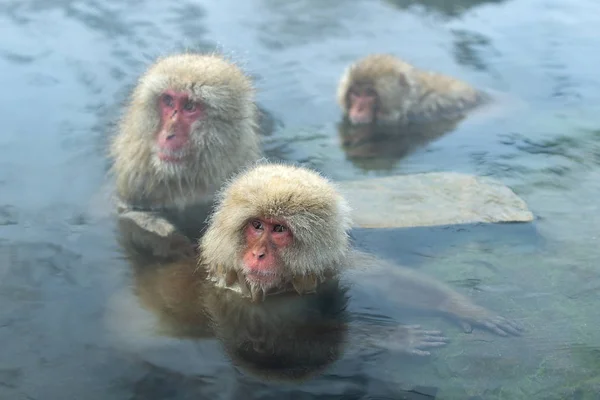 Macacos Japoneses Água Fontes Termais Naturais Macaco Japonês Nome Científico — Fotografia de Stock