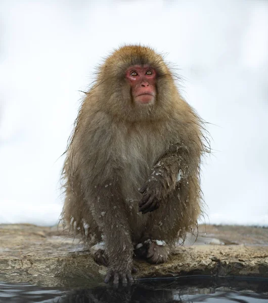 Macaque Japonais Près Des Sources Chaudes Naturelles Macaque Japonais Nom — Photo