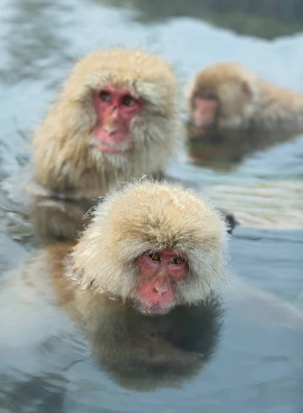 Macacos Japoneses Agua Aguas Termales Naturales Macaco Japonés Nombre Científico — Foto de Stock