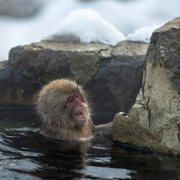 Macaco Japonês Água Fontes Termais Naturais Macaco Japonês Nome Científico — Fotografia de Stock