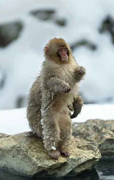 Japanese Macaque Cub Natural Hot Springs Japanese Macaque Scientific Name — Stock Photo, Image