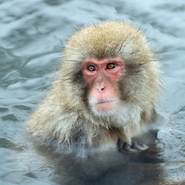 Macaque Japonais Dans Eau Des Sources Chaudes Naturelles Macaque Japonais — Photo