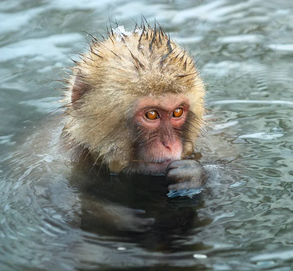 Macaque Japonais Dans Eau Des Sources Chaudes Naturelles Macaque Japonais — Photo